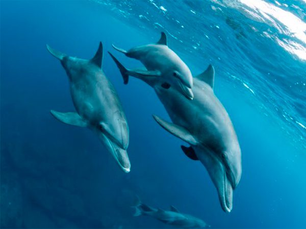 Huawei представила носимое устройство с гидроакустической связью