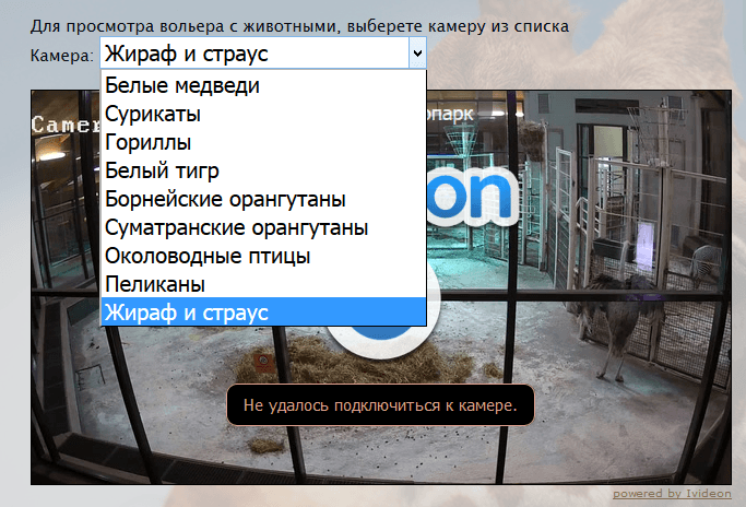 Московский зоопарк сообщил о прямых трансляциях из вольеров животных