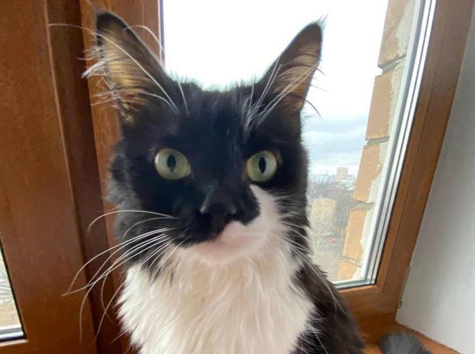 Группа из 34 депутатов внесла законопроект об обязательном маркировании домашних животных